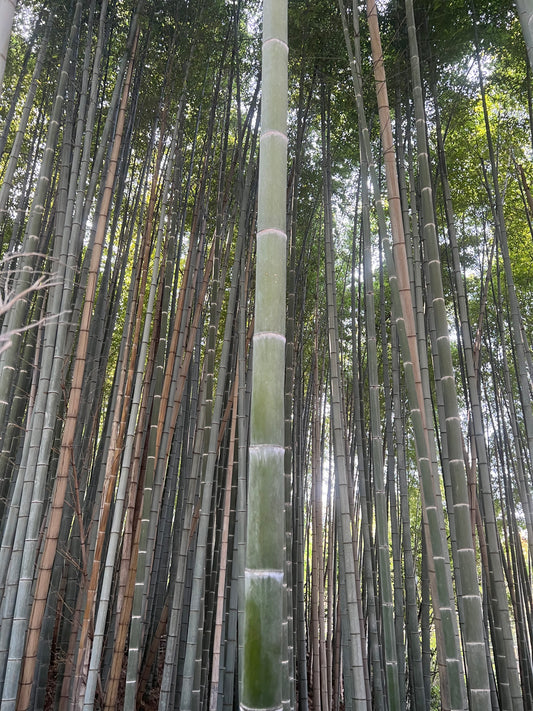 Tanabata - Das Sternenfest in Japan